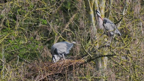 Grey Heron (ardea cinerea ) in a Heronry.