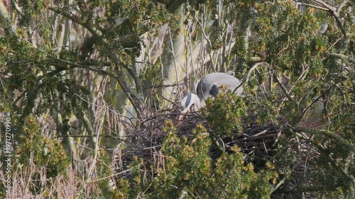 Grey Heron (ardea cinerea ) in a Heronry.
