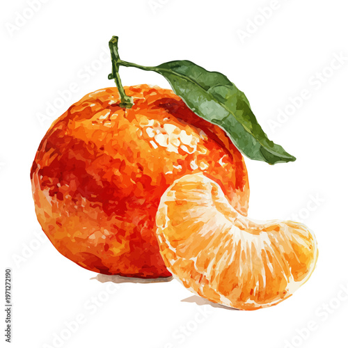 Watercolor painting of Tangerine, detailed and artistic vector illustration on a white background.
