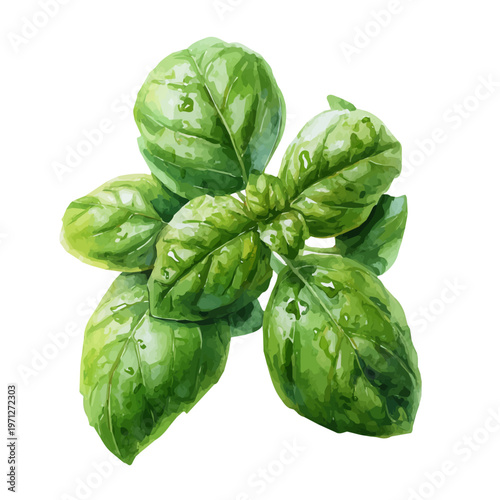 Watercolor Basil vector, artistic painting style, high-resolution illustration on a pure white background.