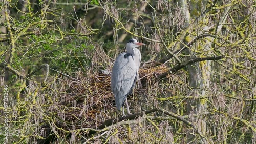 Grey Heron (ardea cinerea ) in a Heronry.