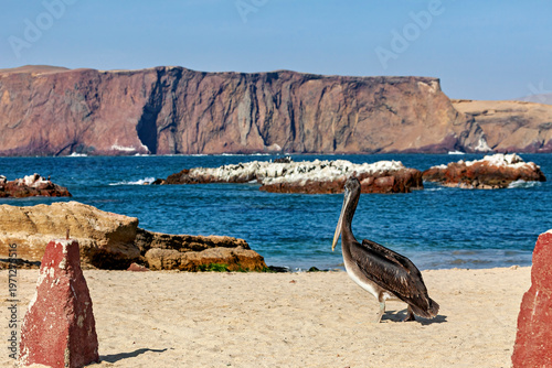 Brown pelican in Paracas, Peru (Pelecanus occidentalis)