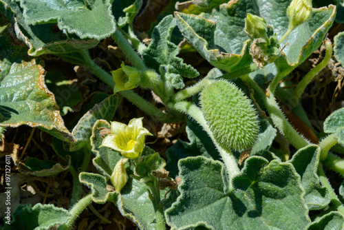 Photography Flowering squirting cucumber (Ecballium elaterium) with green spiny fruits