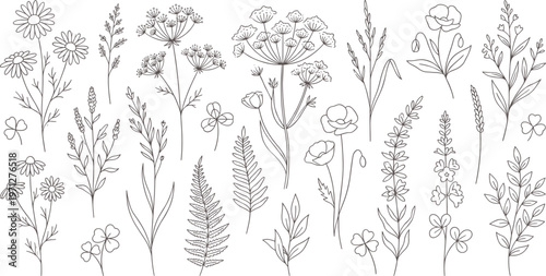 Hand-drawn botanical illustrations of various flowers and plants on transparent background  
