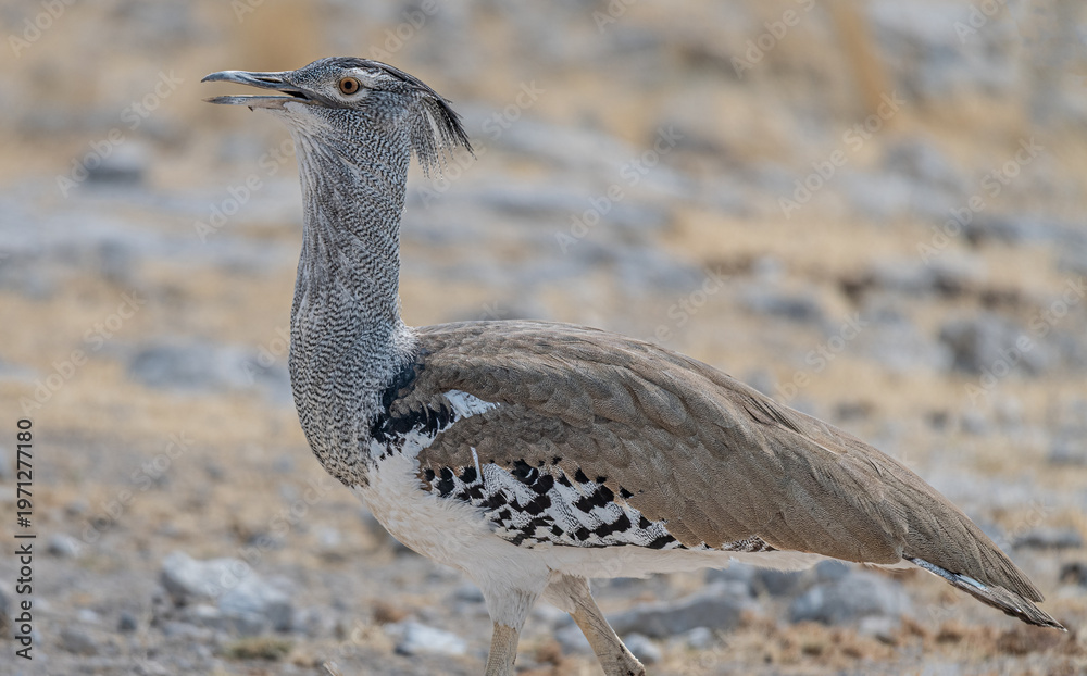 Ταπετσαρία Kori bustard in the grass of Etosha National Park, Namibia, Africa
