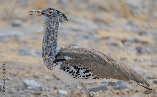Obraz na plátne Kori bustard in the grass of Etosha National Park, Namibia, Africa