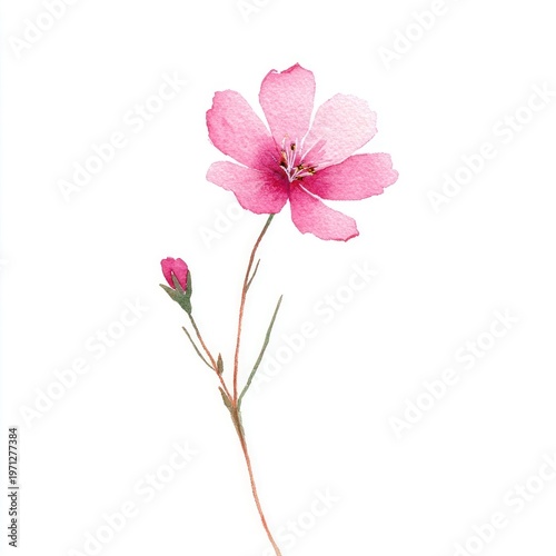 Delicate watercolor pink flower