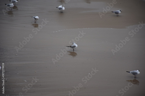 Foto Birds scattered on beach sand near water in Baltic Sea Poland