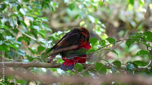 A Dusky lory (Chalcopsitta fuscata) and a Chattering Lory (Lorius garrulus) show affectionate mating rituals, engage in an intimate mating behaviour during breeding season, close up shot.