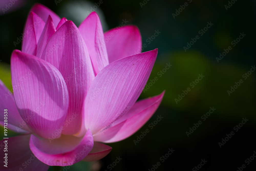 Obraz premium Lotus Flower from Guanyin District, Taoyuan, Taiwan.