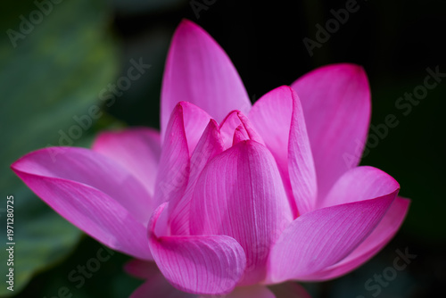 Lotus Flower from Guanyin District, Taoyuan, Taiwan.