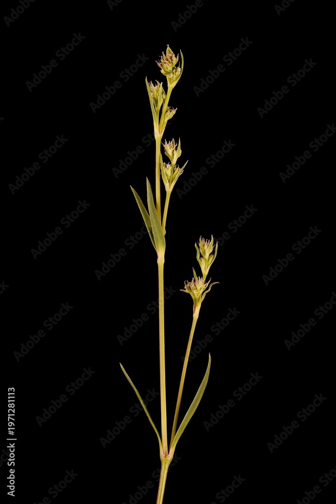 Fototapeta premium Baby's Breath (Gypsophila paniculata). Generative Shoot Closeup