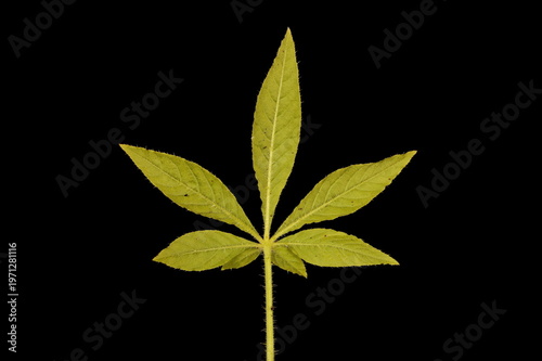 фотографія Spider Flower (Cleome houtteana). Leaf Closeup
