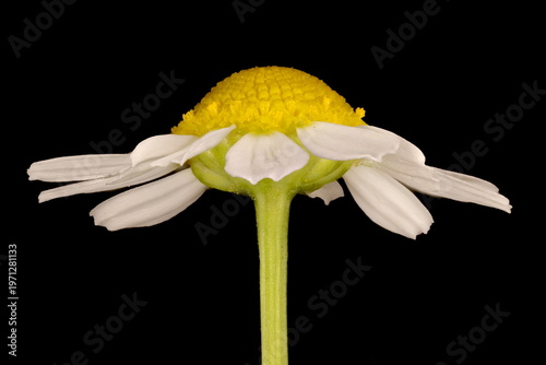 Картината върху платно Scented Mayweed (Matricaria chamomilla)