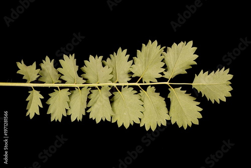 Salad Burnet (Sanguisorba minor). Basal Leaf Closeup