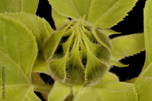 Tableau sur toile Common Sunflower (Helianthus annuus). Budding Capitulum Closeup