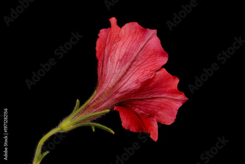 Fotografie Petunia (Petunia x atkinsiana). Flower Closeup