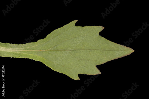 Canvastavla Chinese Aster (Callistephus chinensis)