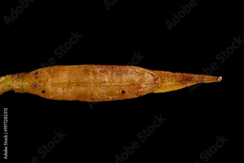 Photos Rocket (Eruca sativa). Mature Fruit Closeup
