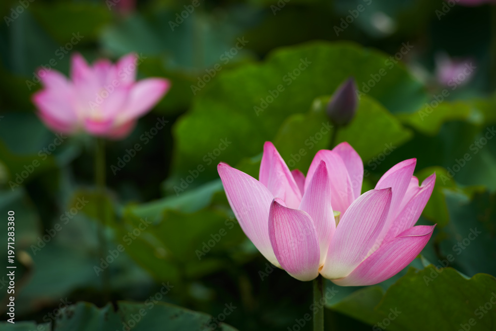 Fototapeta premium Lotus Flower from Guanyin District, Taoyuan, Taiwan.
