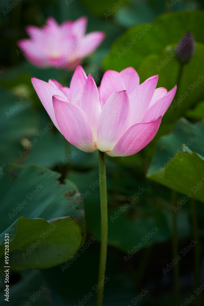 Obraz premium Lotus Flower from Guanyin District, Taoyuan, Taiwan.