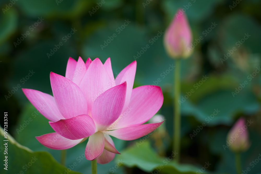 Obraz premium Lotus Flower from Guanyin District, Taoyuan, Taiwan.