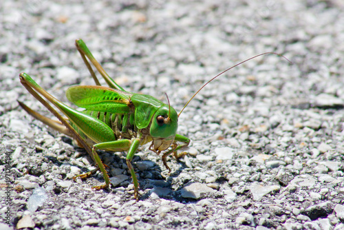 Grasshopper on fine gravel.