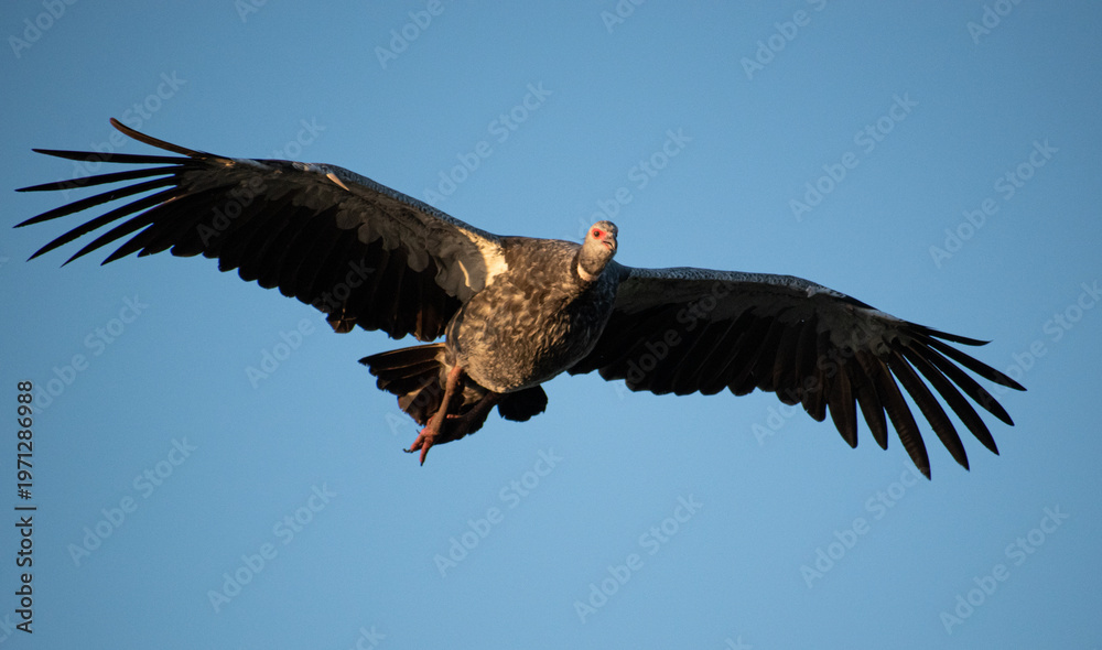 Fototapeta premium Chajá or Chauna torquata flying over the Iberá lagoon at dusk in the Esteros del Iberá National Park