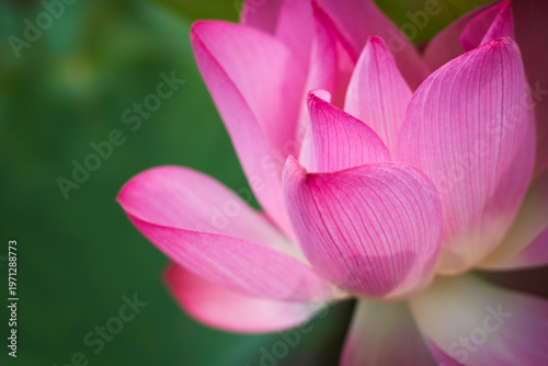 Lotus Flower from Guanyin District, Taoyuan, Taiwan.