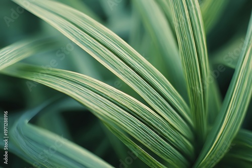 Close-up of Lush Green Foliage, Organic Texture