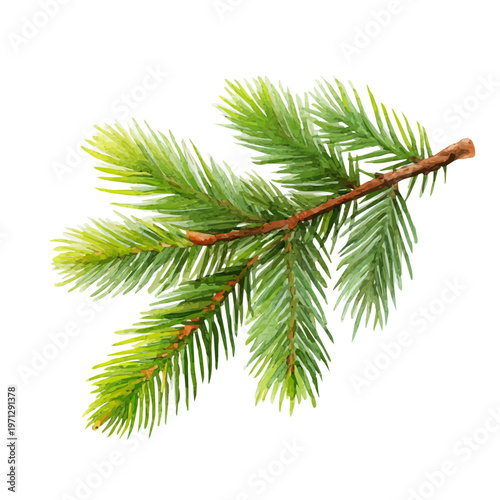 Spruce Needle watercolor vector, hand-painted style, high-quality illustration isolated on white background.