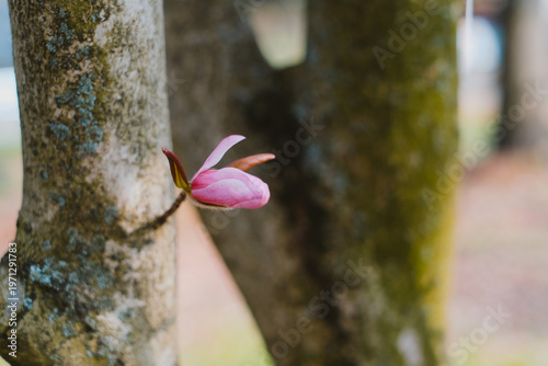 Pink blossom blooms softly against textured tree bark. Blurry background highlights the delicate, early spring flower. Nature's quiet beauty captured in a gentle, intimate moment