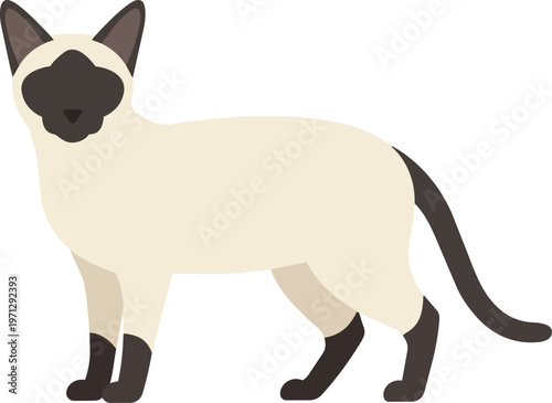 Siamese Cat Standing Profile View.