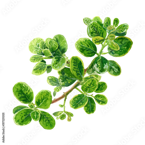 Stylized watercolor Licorice Plant vector, modern artistic illustration with high-quality details on a pure white background.