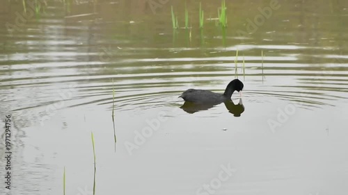 eurasian coot foraging and dyving in the lake in Bourgoyen nature reserve, Ghent, Flanders, Belgium- fulica atra