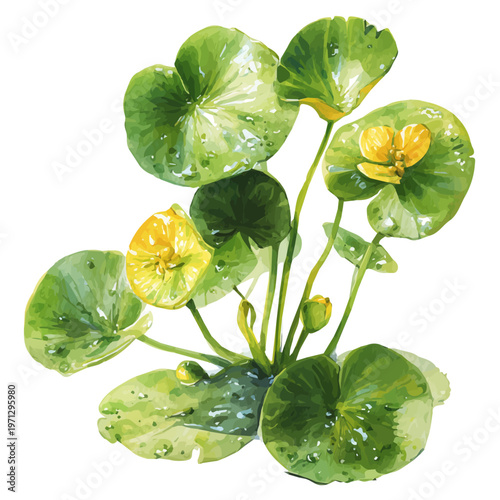 Spatterdock watercolor vector illustration, high-quality artwork isolated on a pure white background.