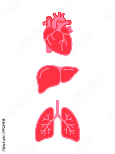 An illustrative representation of the human body's core organs, including the heart, liver, and lungs. Each organ is distinctly colored, and positioned on the vertical axis