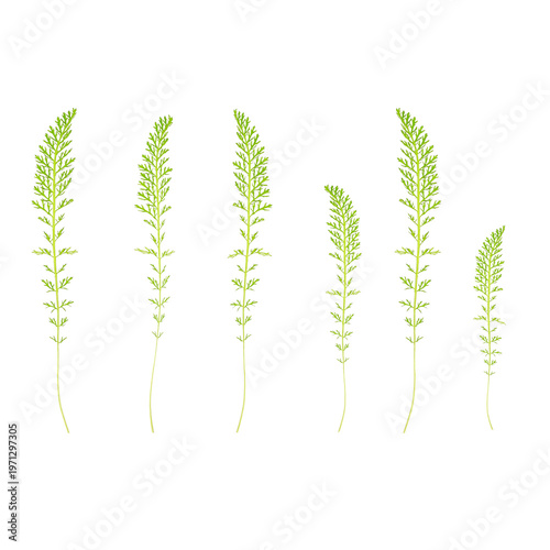 Set of green yarrow foliage and pinnate leaves sprigs isolated on transparent background. Rustic greenery kit.