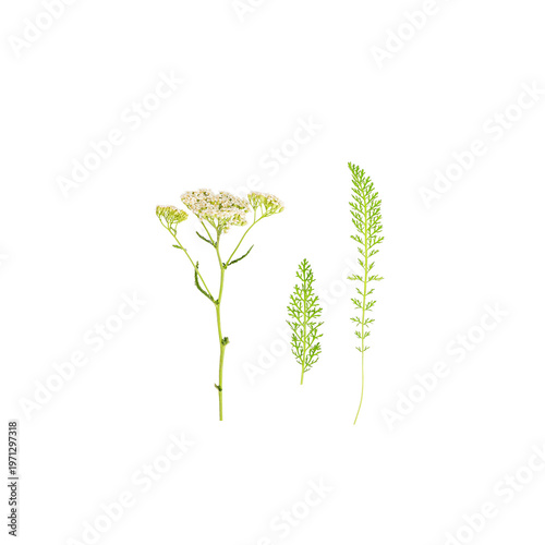 White yarrow flowers and feathery leaves isolated, soft focus floral element for design.