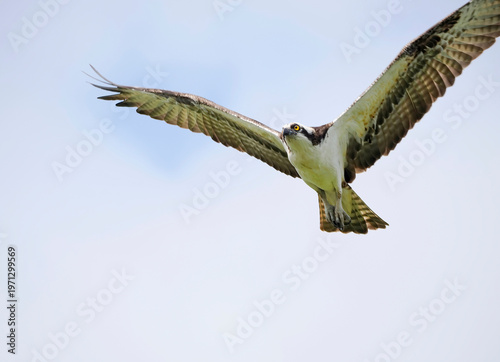 A Mature Osprey Flying Right at You into the Image Frame