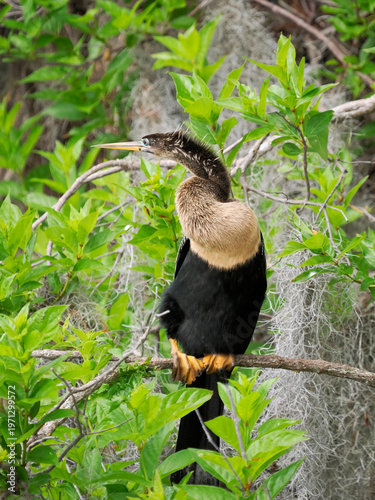 A Close-up Image of a Mature Female Anhinga Perched Looking for It's next Meal