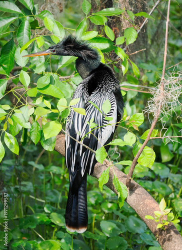 A Mature Male Anhinga Perched in a Wetlands Tree Looking For It's Next Meal