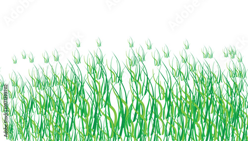 Green grass blades with white background nature plant