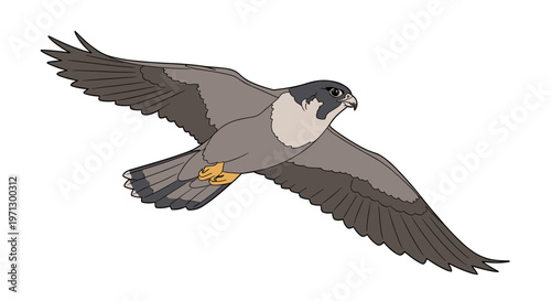 Bird of prey in flight wings spread.