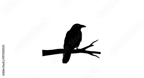 Silhouette of a bird perched alone.