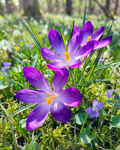 spring flowers in the forest