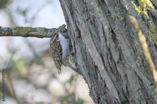 Eurasian Treecreeper climbing up a tree trunk