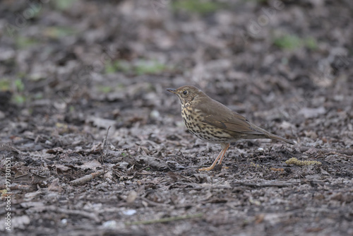 Song Thrush foraging on the ground