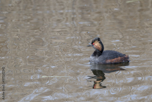 Black necked Grebe, swimming amongst reedbeds