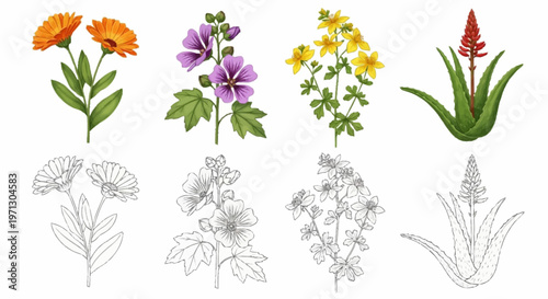 Botanical illustration set of medicinal herbs featuring Calendula, Common Mallow, St. John's Wort, and Aloe Vera in both detailed color and black and white line art versions.